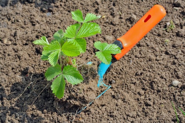 Как посадить клубнику чтобы не росла трава фото и описание